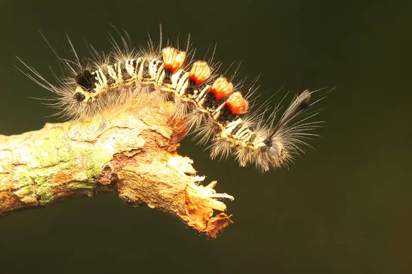 Caterpillar Foraging Bush — Stock Photo, Image