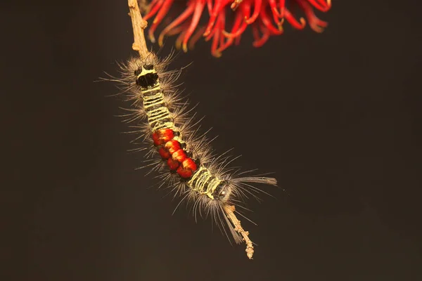 애벌레 숲에서 먹이를 — 스톡 사진