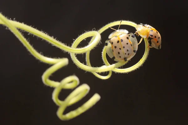 Pair Aspidomorpha Miliaris Beetles Mating Wild Flower — стоковое фото