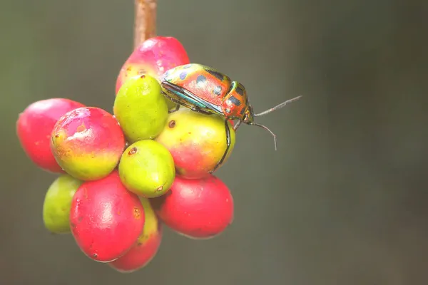 Seekor Arlequim Bug Tectocoris Diophthalmus Está Tomando Sol Uma Fruta — Fotografia de Stock