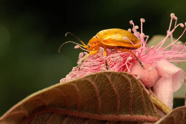 Besouro Cucurbit Está Procura Comida Uma Flor Silvestre Este Inseto — Fotografia de Stock