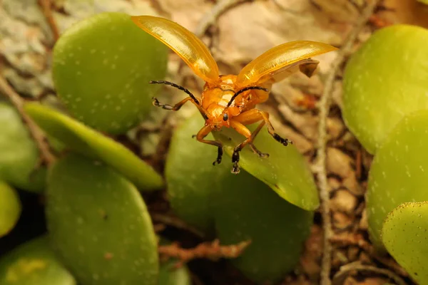 뻐꾸기 딱정벌레는 들꽃에서 먹이를 곤충의 학명은 Aulacoptera Indica — 스톡 사진