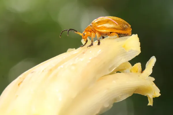 Escarabajo Cucurbit Está Buscando Comida Una Flor Silvestre Este Insecto —  Fotos de Stock