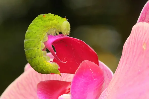 Yeşil bir tırtıl vahşi bir orkide yiyor.. 