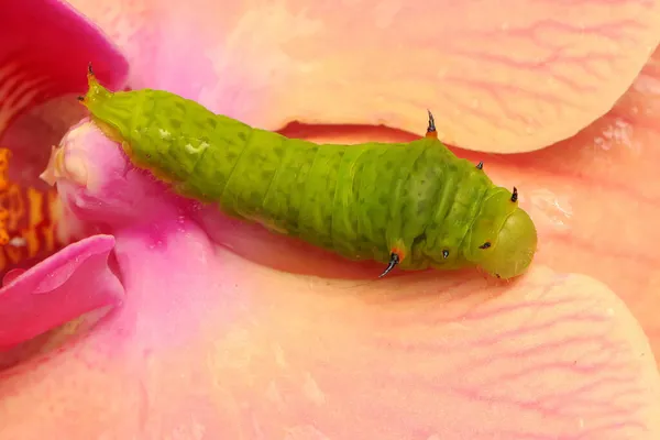 A green caterpillar is eating a wild orchid.