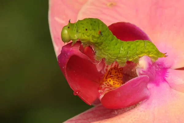 Een Rups Foerageert Een Struik — Stockfoto