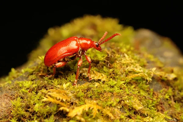 Uno Scarabeo Cucurbit Alla Ricerca Cibo Fiore Selvatico Questo Insetto — Foto Stock