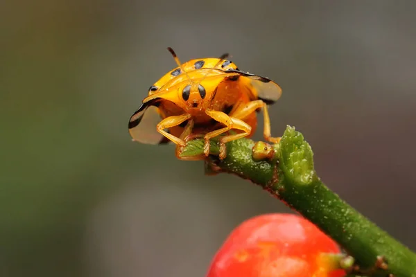 Escarabajo Aspidomorpha Miliaris Está Buscando Comida Arbusto —  Fotos de Stock