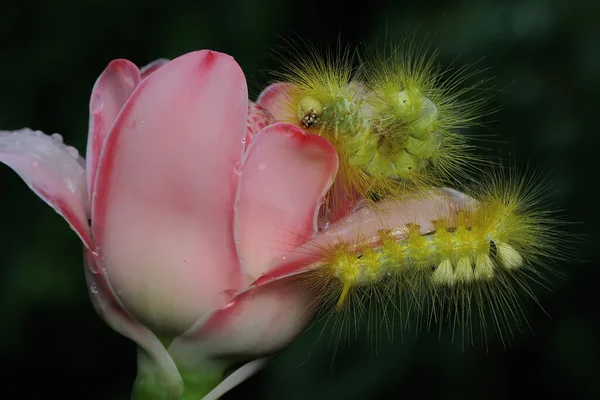 애벌레들 들꽃을 — 스톡 사진