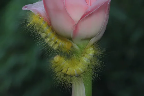 鮮やかな黄色の毛虫が野の花を食べています — ストック写真