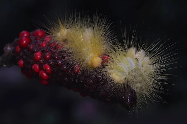 Eine Leuchtend Gelbe Raupe Frisst Wildblumen — Stockfoto