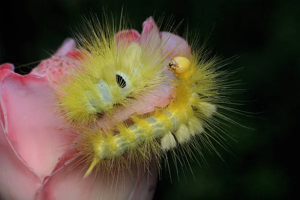 Una Orugas Color Amarillo Brillante Están Comiendo Flores Silvestres —  Fotos de Stock