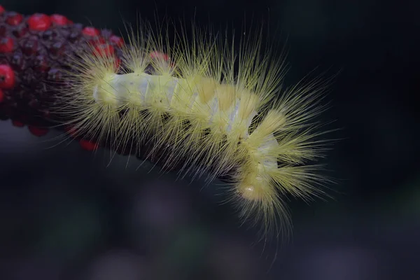 Een Felgele Rups Eet Wilde Bloemen — Stockfoto