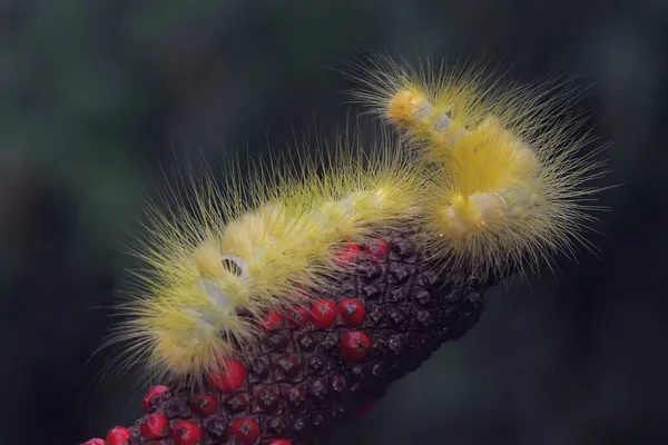 Une Chenille Jaune Vif Mange Des Fleurs Sauvages — Photo