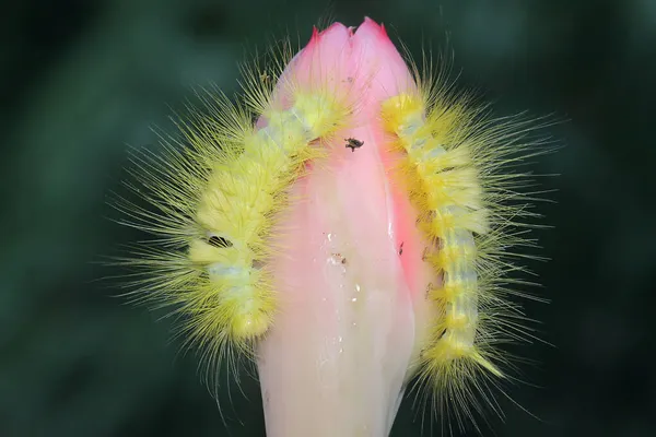 Une Chenille Jaune Vif Mange Des Fleurs Sauvages — Photo