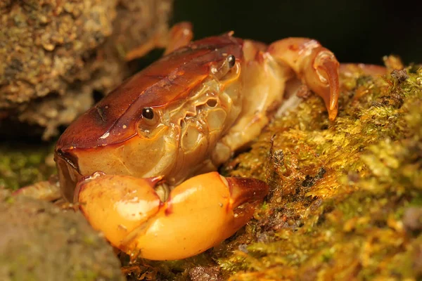 Field Crab Shows Expression Ready Attack Animal Has Scientific Name — Stock Photo, Image