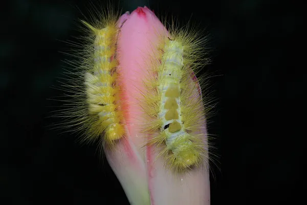 Une Chenille Jaune Vif Mange Des Fleurs Sauvages — Photo