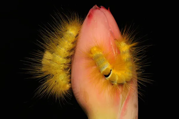 뻐꾸기 딱정벌레는 들꽃에서 먹이를 곤충의 학명은 Aulacoptera Indica — 스톡 사진