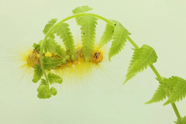 Een Felgele Rups Eet Jonge Bladeren — Stockfoto