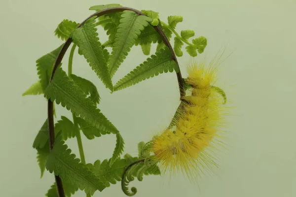 鮮やかな黄色の冬虫夏草が若い葉を食べている — ストック写真