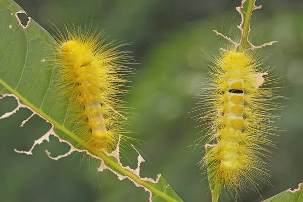 2本の鮮やかな黄色の毛虫が若い葉と野の花を食べています — ストック写真
