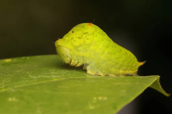 Green Caterpillar Eating Young Leave Stock Photo