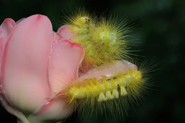 两只明亮的黄色毛毛虫正在吃着幼叶和野花 — 图库照片