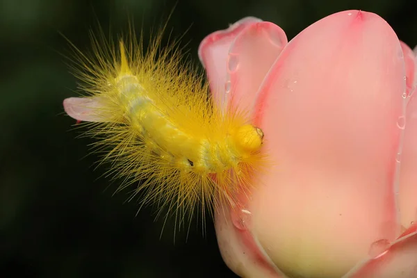A bright yellow caterpillar is eating wildflower.