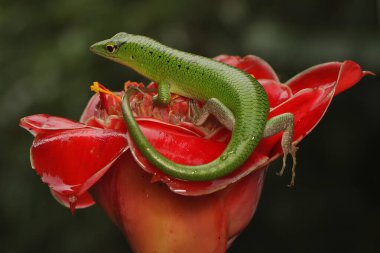 Bir Zümrüt Ağacı Kayması (Lamprolepis smaragdina) günlük aktivitelerine başlamadan önce güneşleniyor.