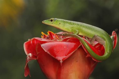 Bir Zümrüt Ağacı Kayması (Lamprolepis smaragdina) günlük aktivitelerine başlamadan önce güneşleniyor.