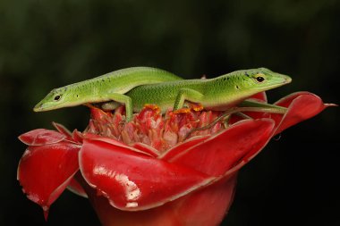 Bir çift Zümrüt Ağaç Kayması (Lamprolepis smaragdina) çiftleşmeye hazırlanıyor.