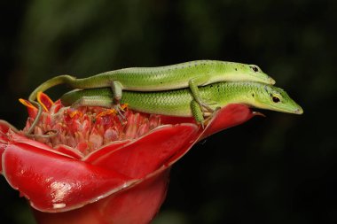 Bir çift Zümrüt Ağaç Kayması (Lamprolepis smaragdina) çiftleşmeye hazırlanıyor.
