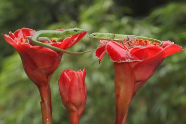Bir çift Zümrüt Ağaç Kayması (Lamprolepis smaragdina) çiftleşmeye hazırlanıyor.