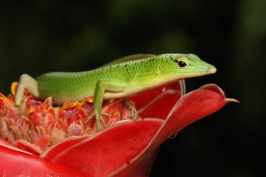 Bir Zümrüt Ağacı Kayması (Lamprolepis smaragdina) günlük aktivitelerine başlamadan önce güneşleniyor.