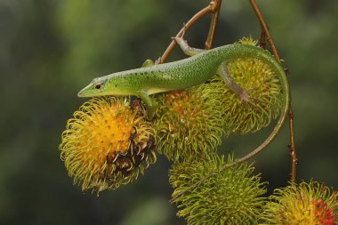 Bir Zümrüt Ağacı Kayması (Lamprolepis smaragdina) günlük aktivitelerine başlamadan önce güneşleniyor.