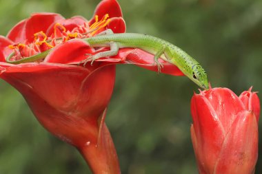 Bir Zümrüt Ağacı Kayması (Lamprolepis smaragdina) günlük aktivitelerine başlamadan önce güneşleniyor.