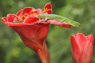 Bir Zümrüt Ağacı Kayması (Lamprolepis smaragdina) günlük aktivitelerine başlamadan önce güneşleniyor.