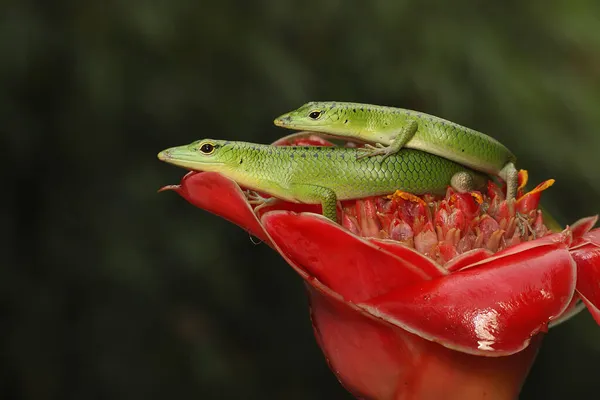 Пара Изумрудного Дерева Skink Lamprolepis Smaragdina Готовится Спариванию — стоковое фото