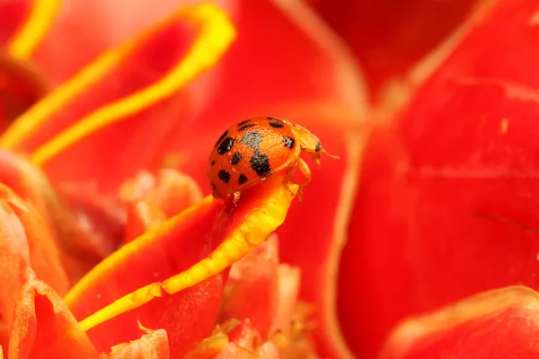 Ladybug Foraging Wildflower Small Insect Has Scientific Name Epilachna Admirabilis — Stock Photo, Image