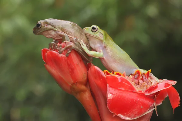 Deux Grenouilles Reposent Cet Amphibien Vert Nom Scientifique Litoria Caerulea — Photo