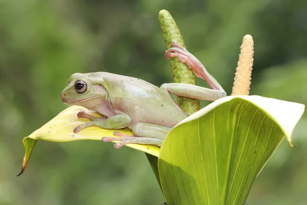 Odpočívá Zarostlá Stromová Žába Tento Zelený Obojživelník Vědecké Jméno Litoria — Stock fotografie