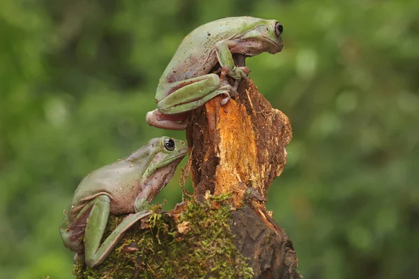 Odpočívají Dvě Zavalité Stromové Žáby Tento Zelený Obojživelník Vědecké Jméno — Stock fotografie