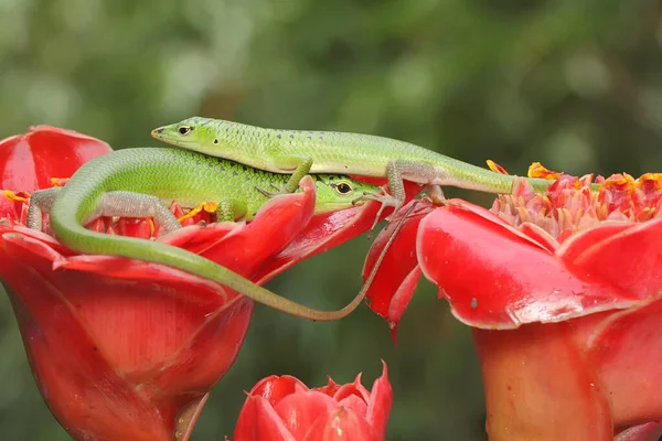 Bir çift Zümrüt Ağaç Kayması (Lamprolepis smaragdina) çiftleşmeye hazırlanıyor.