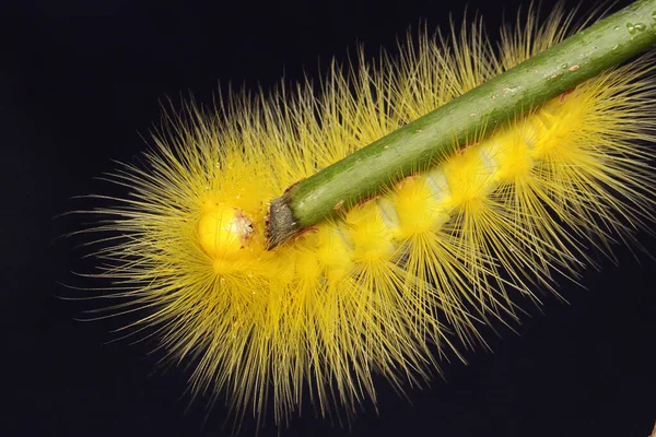 A bright yellow caterpillar is eating young leaves