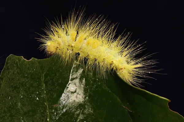 Une Chenille Jaune Vif Mange Jeunes Feuilles — Photo