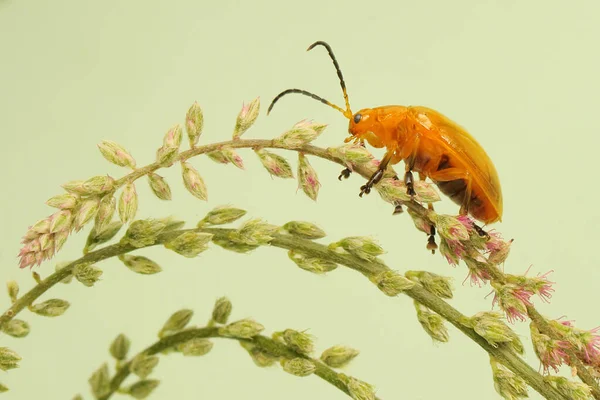 Cucurbit Beetle Looking Food Wildflower Insect Has Scientific Name Aulacophora — Stock Photo, Image