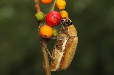 Bir yılbaşı böceği (Anolognathus sp) bir çalılıkta yiyecek arar. Bu böcek aynı zamanda Böcek Böceği olarak da bilinir.. 