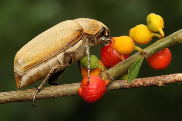 Escarabajo Navideño Anolognathus Está Forrajeando Arbusto Este Insecto También Conocido —  Fotos de Stock