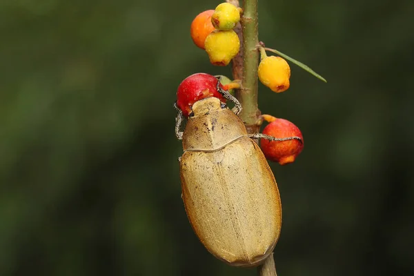 Besouro Natal Anolognathus Está Forrageando Arbusto Este Inseto Também Conhecido — Fotografia de Stock