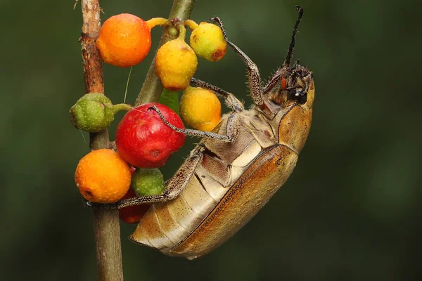 Besouro Natal Anolognathus Está Forrageando Arbusto Este Inseto Também Conhecido — Fotografia de Stock